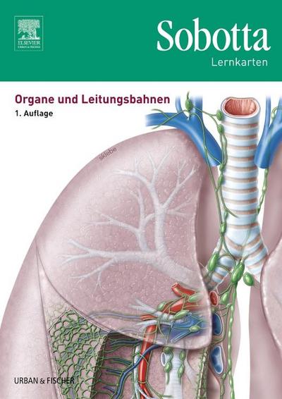 Sobotta Lernkarten Organe und Leitungsbahnen