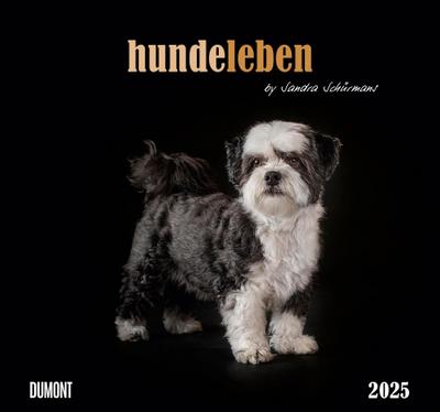 Hundeleben 2025 - DUMONT Wandkalender - mit den wichtigsten Feiertagen - Format 38,0 x 35,5 cm