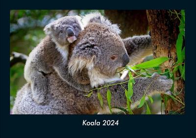 Koala 2024 Fotokalender DIN A4